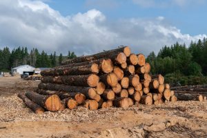 White pine logs